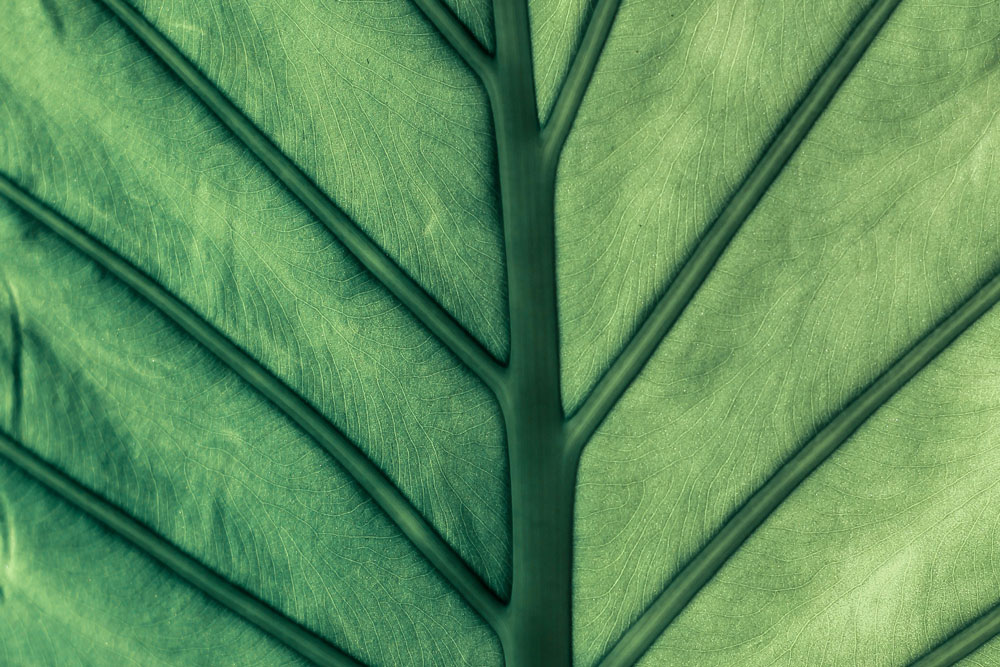 Leaf Close-up